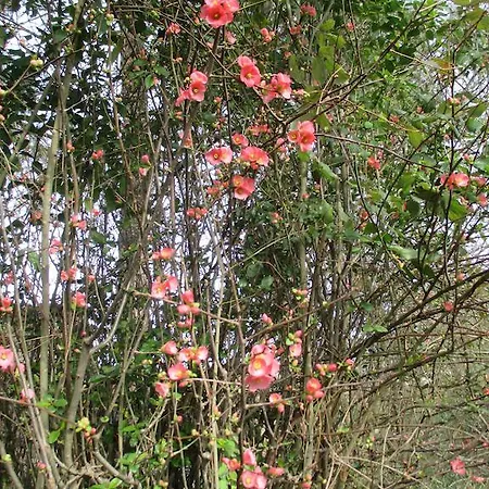 Tatil Evi Gîte Habas *