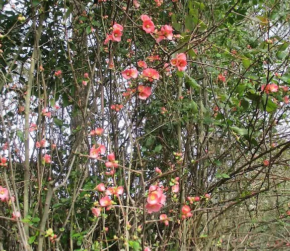 Semesterbostad Gite Habas *